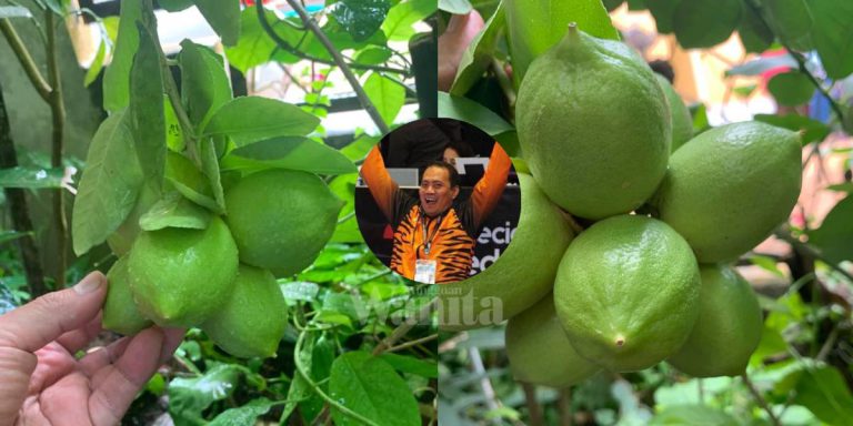 “Setangkai Pokok LEMON Ada 10 Biji Buah”, Lelaki Ini Kongsi Petua Baja!