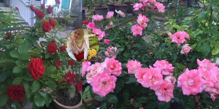 Elak Air Bertakung Dalam Pasu, POKOK ROS Lebih Sihat & Segar Walaupun Musim Hujan!