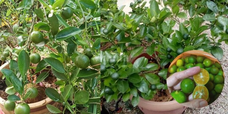 Sembur ‘Baja Yakult’ Pokok LIMAU KASTURI Berbuah Lebat Sepanjang Tahun!