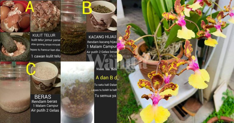 3 Bahan Dapur Ini Boleh Jadikan Baja 2 In 1 Untuk Orkid ‘Malas’ Berbunga