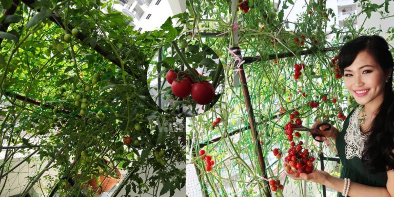 “Campak Biji Dalam Pasu”, TOMATO CERI Berbuah Lebat Di Balkoni Kondo Tingkat 13!