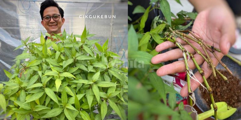 Cara Tanam POKOK KESUM Teknik Paling Mudah, Elok Daun Lebar Subur Merimbun!