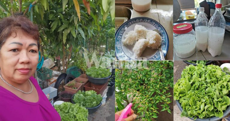 Buat Sendiri Semburan Serangga Guna NASI, Tanaman Lebih Selamat Dimakan & Jimat Kos