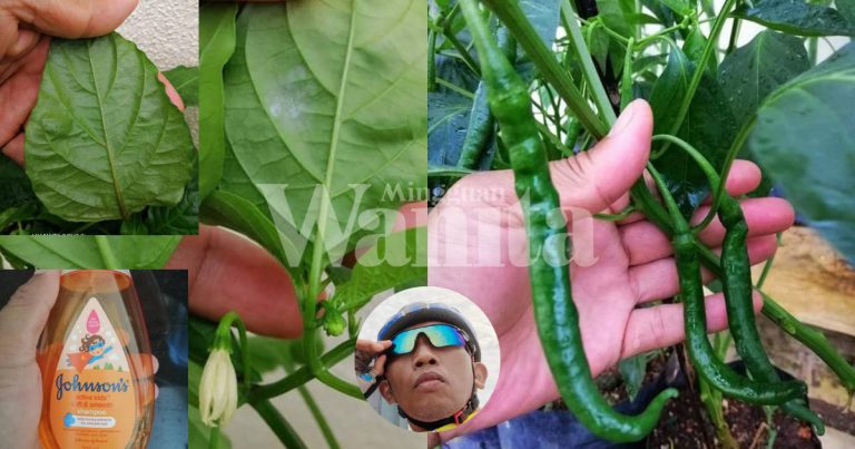 Cara Halang Serangga, Bena Putih Pada Tanaman, Guna Shampoo Kanak-Kanak, Tak  Rosakkan Pokok