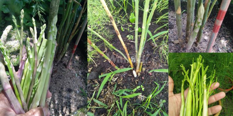 Medium Tanah Berpasir & Kena Panas, Barulah ASPARAGUS Tunas Banyak Merimbun!