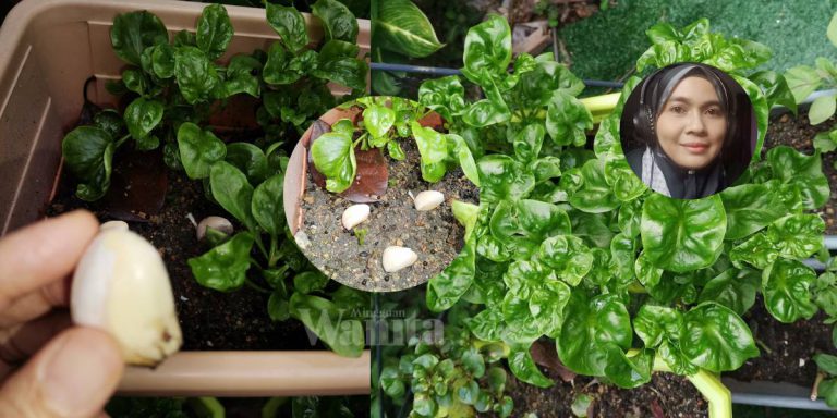 ‘Penghalau Serangga Semulajadi’, Bayam Brazil Cantik Tanam Sekali BAWANG PUTIH!