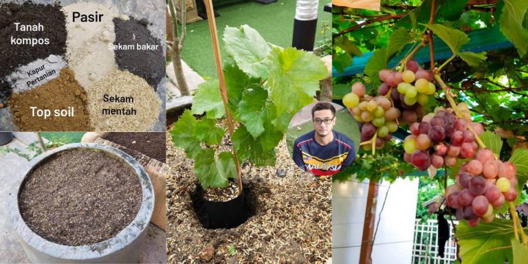 TIP LENGKAP Tanam Pokok ANGGUR Dalam Pasu Elok Menjadi, Lebat Berbuah Cantik!
