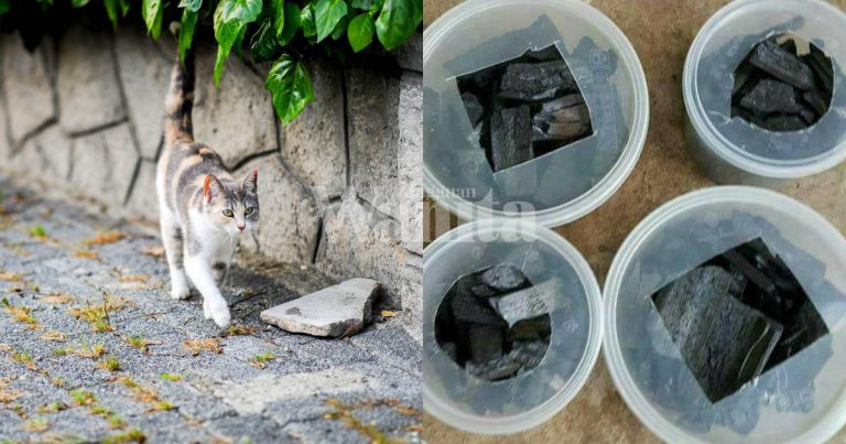 Cara Paling Mudah & Jimat Hilangkan Bau Najis Kucing Guna ARANG Saja!