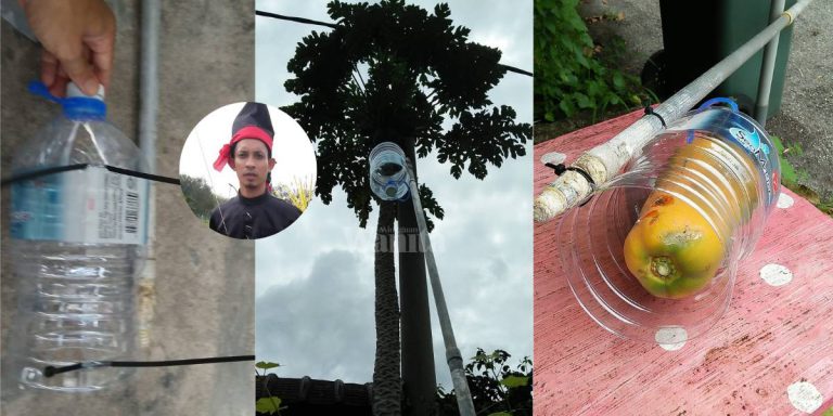 Cara Mudah Kait BUAH Guna Botol, Elok Tak Jatuh Rosak!