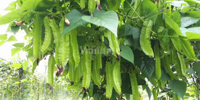 Tanam KACANG BOTOR Guna Cocopeat Terpakai Lagi Bagus, Buah Lebat Merimbun!