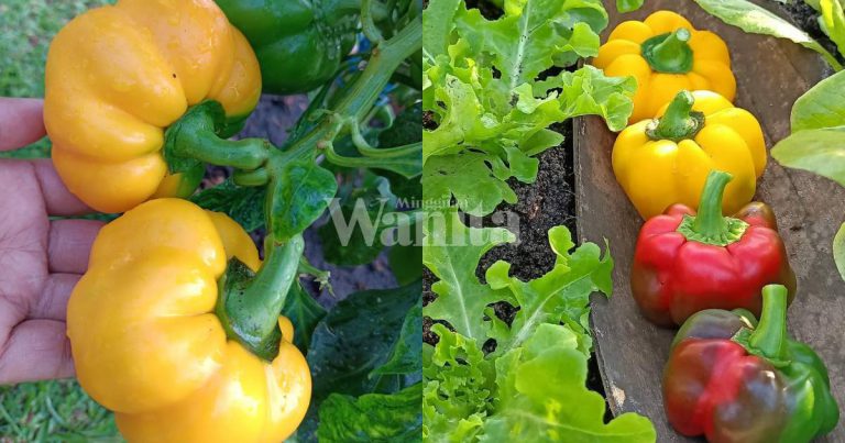 Cara Tanam Capsium Tepi Rumah, Guna Biji Benih Buah Segar, Cambah Tepi Singki Saja!