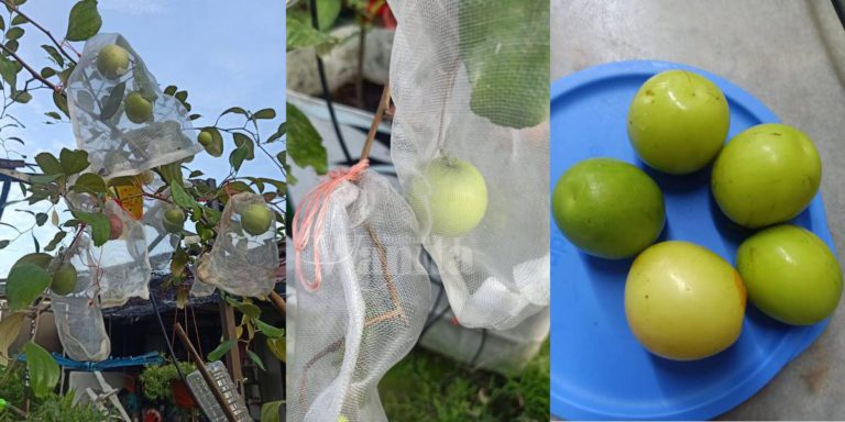 Buah BIDARA EPAL Baru Kali Ni Menjadi, Kena ‘Sarung’, Elok Buah Besar Tak Rosak!