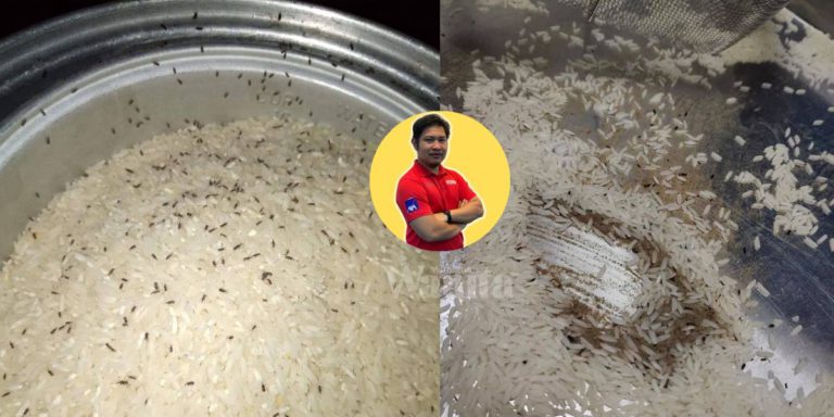 BERAS Baru Beli Tak Buka Pun Lagi Boleh Ada KUTU, Ini Sebabnya!