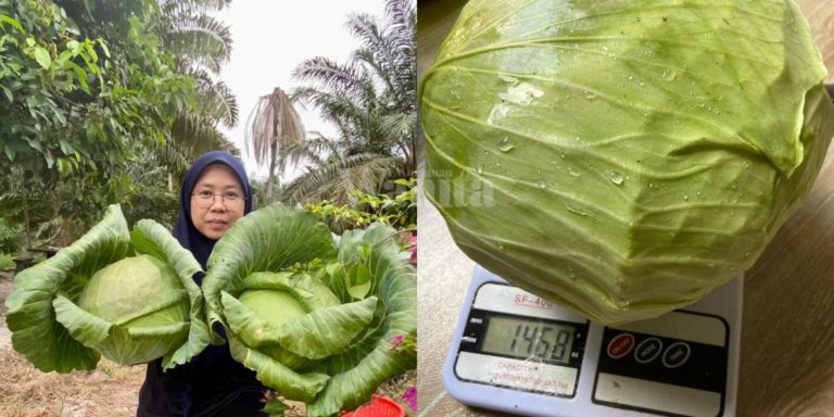 Puas Hati Tanaman Menjadi, Tuai KOBIS Besar Berat Hampir 1.5kg Sebiji!