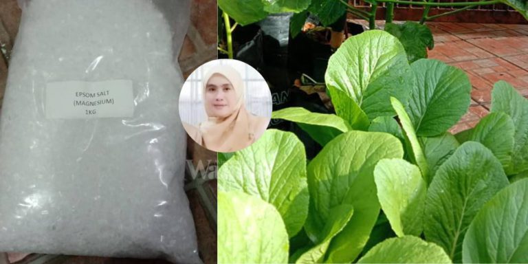 Guna EPSOM SALT Pokok Lebih Cantik, Bunga Besar & Daun Sihat Menghijau!