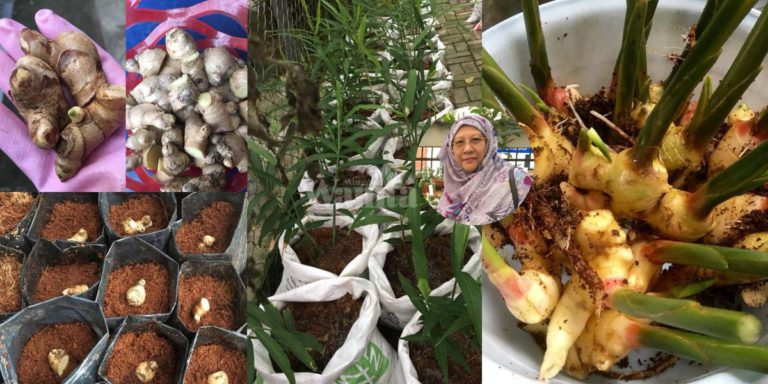 Senang Sangat Tanam HALIA, Potong Ikut Tunas, 6 Bulan Dah Boleh Tuai!