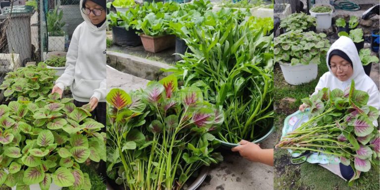 BAYAM KANGKUNG Subur Gemuk, Gaul Benih Dengan Tinja Ayam, Selepas 10 Hari Baru Tanam!