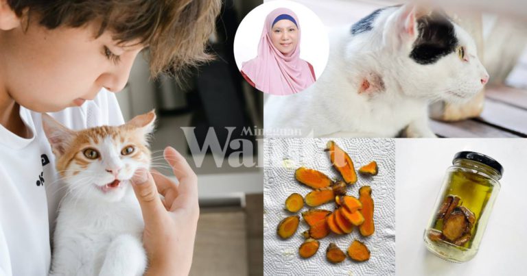 Buat Sendiri UBAT SAPU Rawat Si Bulus, Luka Pun Cepat Baik, Lagi Selamat!