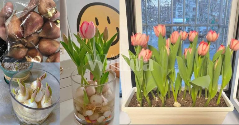 Tanam Sendiri BUNGA TULIP, Cantik Sangat Letak Dalam Bilik, Tak Perlu Keluar Negara!