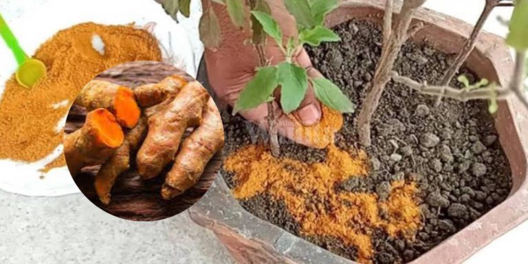 Tabur SERBUK KUNYIT, Racun Semulajadi Elak Semut Hurung Tanaman!