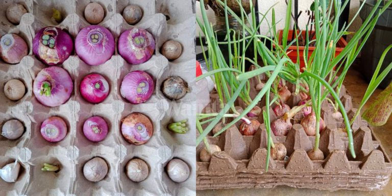 Cara Mudah Tanam Daun Sup, Daun Bawang Hanya Guna SARANG TELUR!