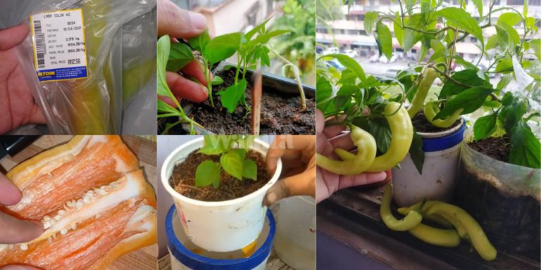 Semai Benih LADA SOLOK Beli Di Pasaraya, Tanam Kaedah Nutripot Tak Perlu Siram!
