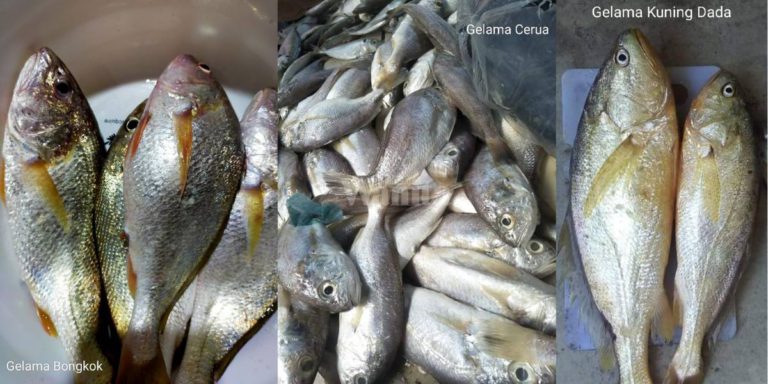 Nelayan Kongsi Cara Pilih IKAN GELAMA Buat Lauk Isi Manis Sedap, Tak Tawar!