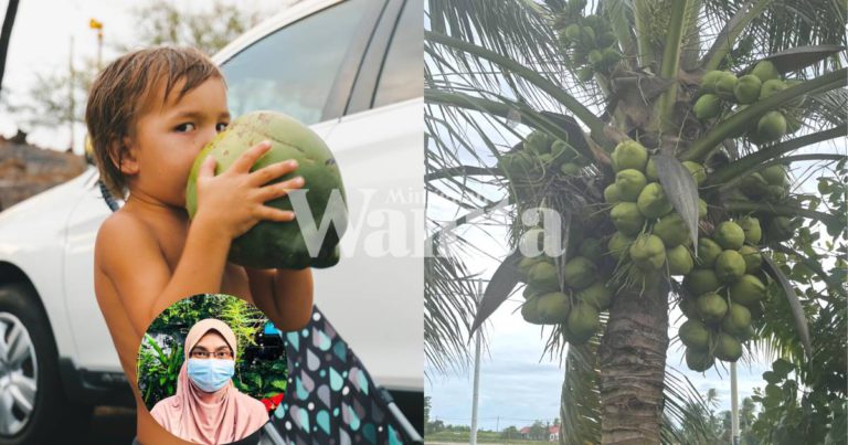 Anak Tak Sihat, Bagilah Minum AIR KELAPA, Bantu Keluarkan Toksin Dalam Badan