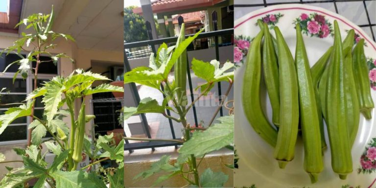 “Tengok-Tengok Je Dah Berbuah” Tanam POKOK BENDI Sesuai Untuk ‘Beginner’ Senang Jaga!