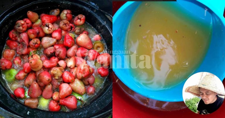 Jangan Buang Buah Jambu RosaK, Jadikan BAJA BUAH, Buat Siraman Pada Tanaman