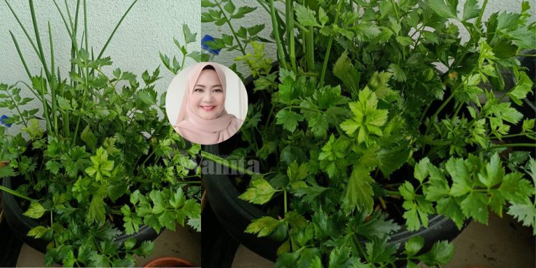DAUN SUP Subur Segar Merimbun, Tak Payah Rendam Akar Tanam Terus!