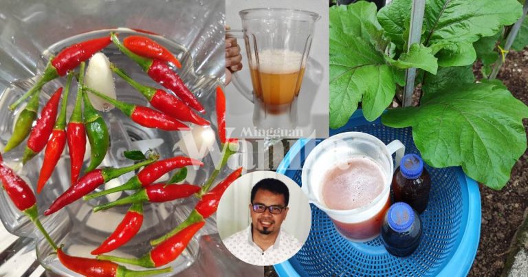 Campuran Bawang Putih & Cili, Hapuskan Perosak Tanaman, Sembur Seminggu Sekali Dah Cukup!