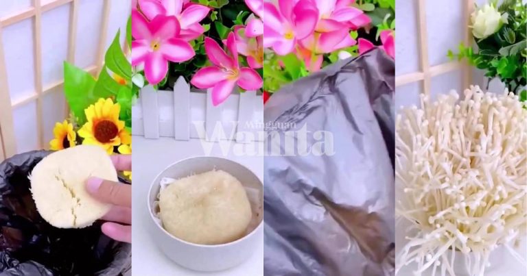 Jangan Buang! Tanam Semula Akar Cendawan Enoki, 3-5 Hari Dapatlah Hasilnya