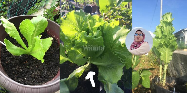 Tanam ‘Salad Nasi Ayam’ Petik Daun Sahaja Jangan Cantas Batang, Boleh Guna Lama!
