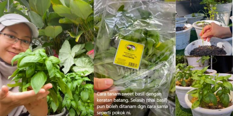 Peminat Masakan Itali Wajib Tanam ‘SWEET BASIL’, Mudah Guna Keratan Batang, Subur Merimbun!