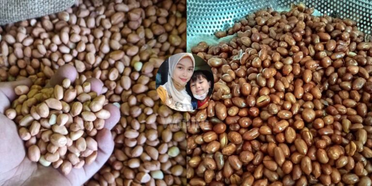 Basuh Sekejap Goreng Dengan 7 Sudu Minyak, KACANG TANAH Rangup Masak Elok!