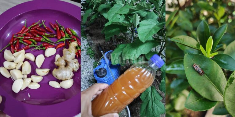 DIY Pati Semburan Kawalan Serangga Perosak Organik Sukatan 500ml, Kesan Sangat ‘Power!