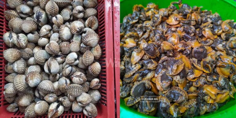 Rebuskan Air Bagi Mendidih Dulu Baru Masukkan KERANG, Elok Isi Cantik Berkilat!