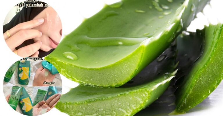 Aloe Vera Gel Bagus Untuk Perawatan Kulit Wajah & Tubuh, Begini Cara Guna