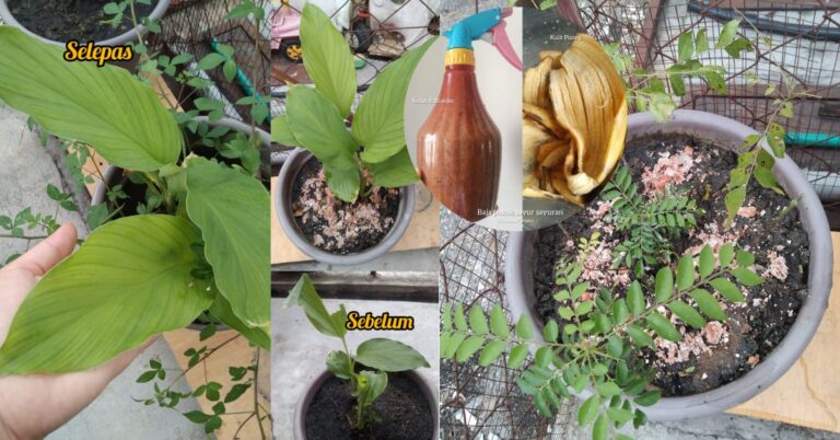 DIY Baja Kulit Pisang & Kulit Telur, Inilah Rahsia Pokok Tanaman Membiak & Subur