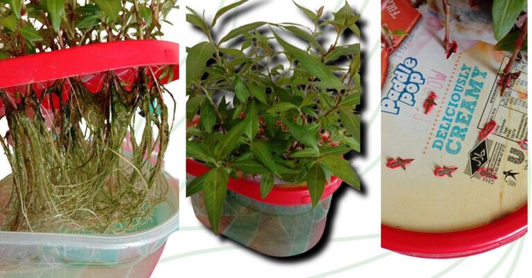 Pokok Kesum Elok Subur Menghijau, Tanam Dalam Bekas Aiskrim Terpakai