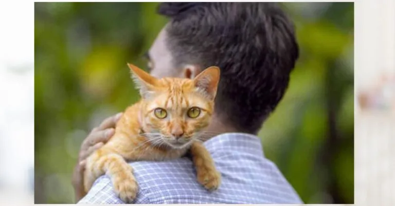 Isteri Heret Suami Ke Mahkamah, Terlampau Lebihkan Kucing