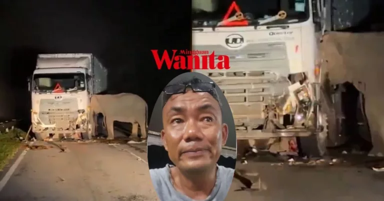 “Gajah Itu Tak Bersuara, Tapi Air Matanya Bercerita Segalanya…”Saksi Kejadian Kongsi Kisah Menyentuh Naluri