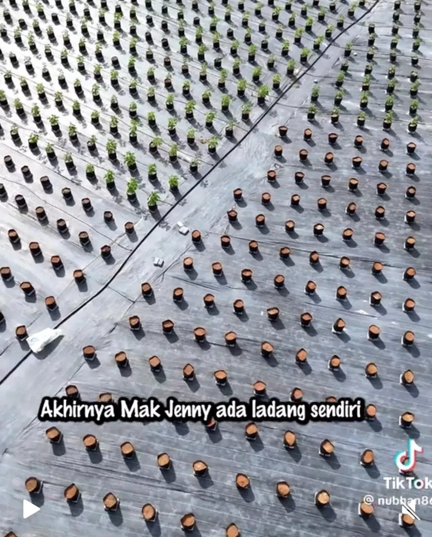 Nubhan Beri Kejutan Buat Ibunya Mak Jenny, Buka Ladang Empat Ekar