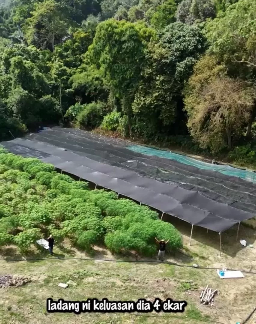 Nubhan Beri Kejutan Buat Ibunya Mak Jenny, Buka Ladang Empat Ekar