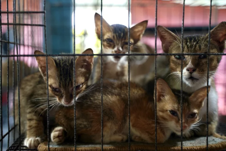 Faizdickie, Influencer Kucing & Komuniti Bersatu Demi Si Comel Terlindung