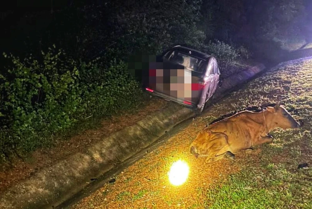 Perjalanan Beli Susu Bertukar Tragedi, Bayi 11 Bulan Terkorban Dalam Insiden Rempuhan Lembu Di Bera 5 Perjalanan Beli Susu Bertukar Tragedi, Bayi 11 Bulan Terkorban Dalam Insiden Rempuhan Lembu Di Bera