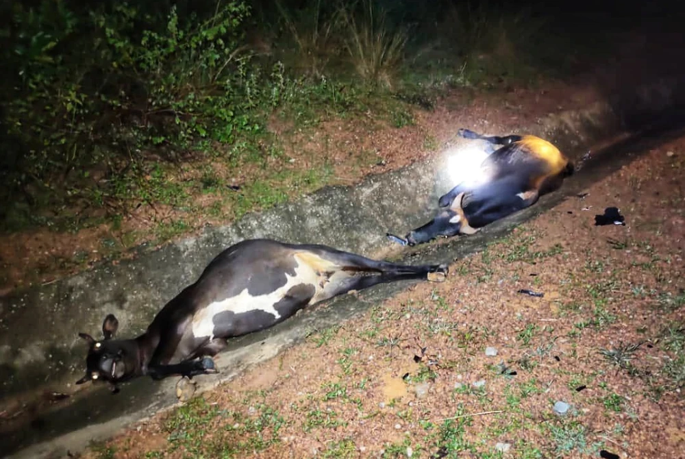 Perjalanan Beli Susu Bertukar Tragedi, Bayi 11 Bulan Terkorban Dalam Insiden Rempuhan Lembu Di Bera 7 Perjalanan Beli Susu Bertukar Tragedi, Bayi 11 Bulan Terkorban Dalam Insiden Rempuhan Lembu Di Bera