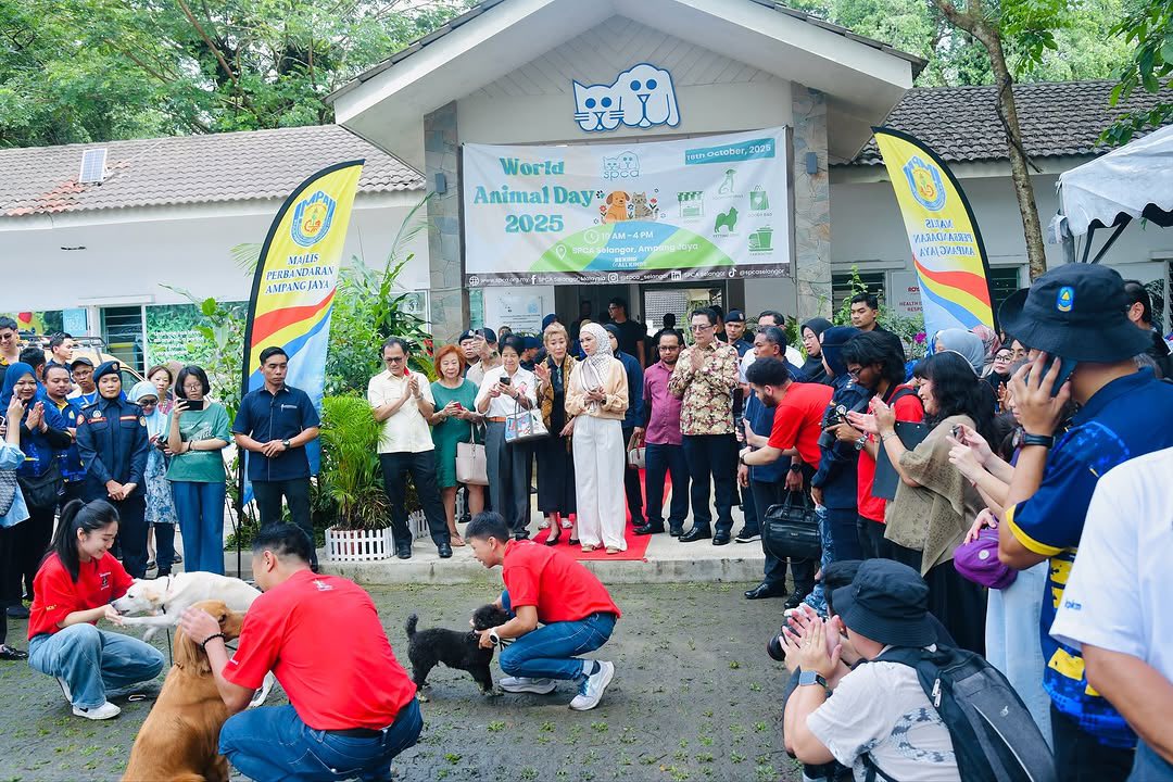 DYMM Tengku Permaisuri Selangor, Tengku Permaisuri Hajah Norashikin Pencinta Kucing, Haiwan Jalanan