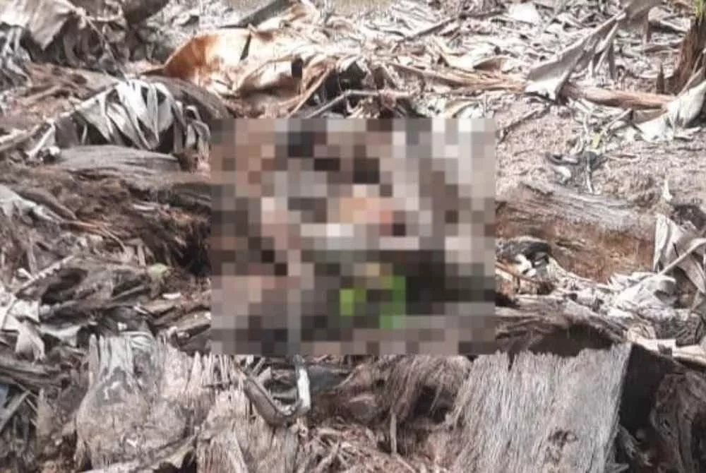 Warga Emas Hilang Tiga Hari Ditemui Sudah Tidak Bernyawa Dalam Parit Kebun 8 Warga Emas Hilang Tiga Hari Ditemui Sudah Tidak Bernyawa Dalam Parit Kebun